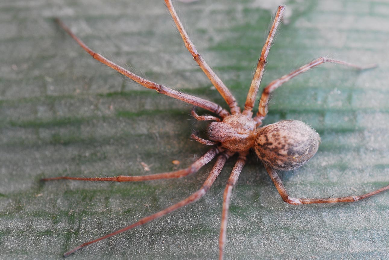 Tegenaria parietina